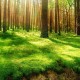 MMA的“地面捶击”：优势位置的终结方式